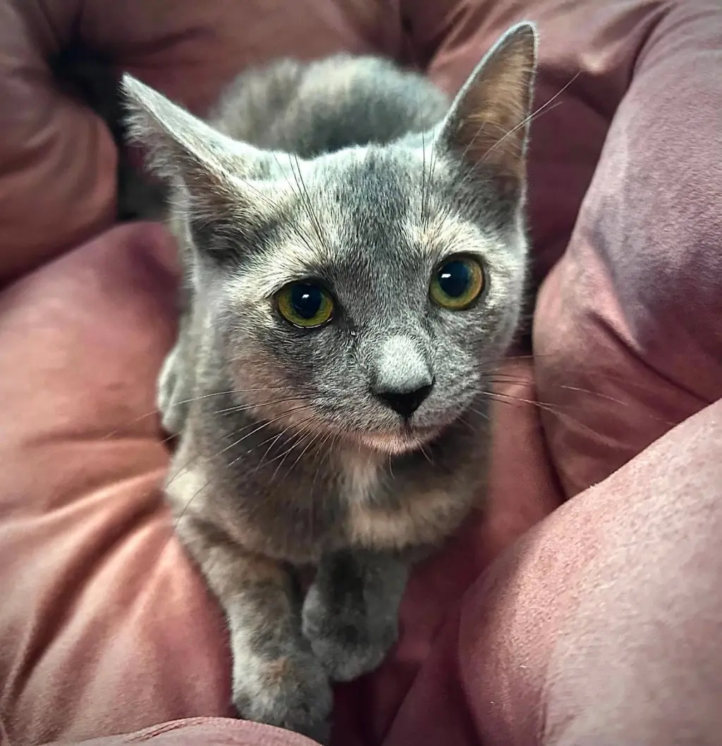 Phoebe (foster cat)