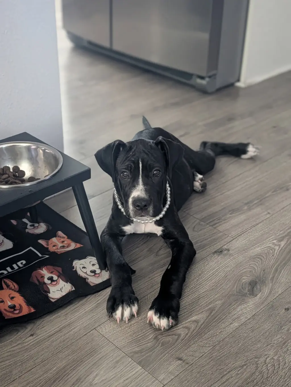 Delilah - I was adopted