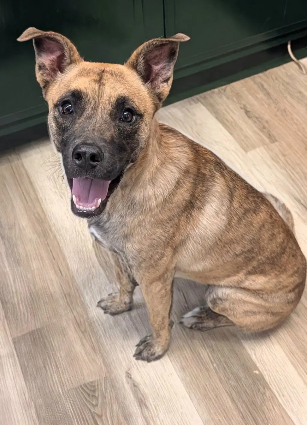 Madison- brindle beauty