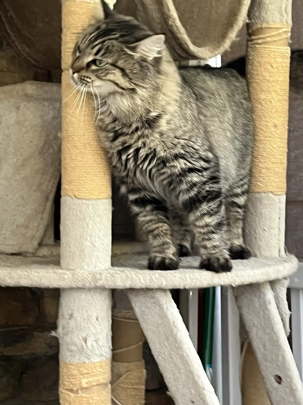 Esther
