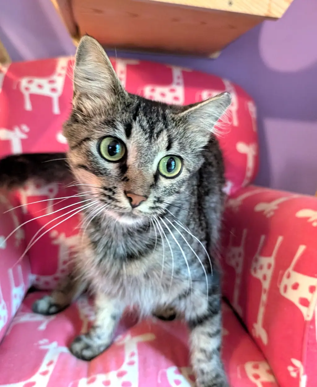 KITTEN TORI