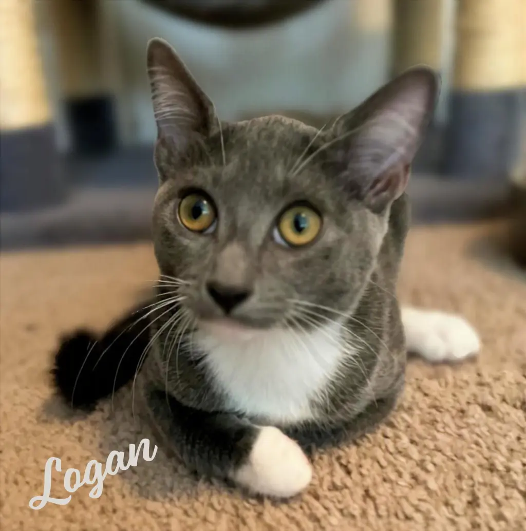 Logan #magnificent-7-litter