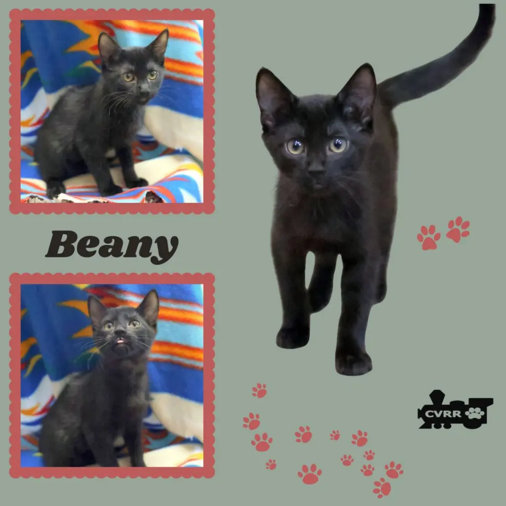 Beany (Kitten)