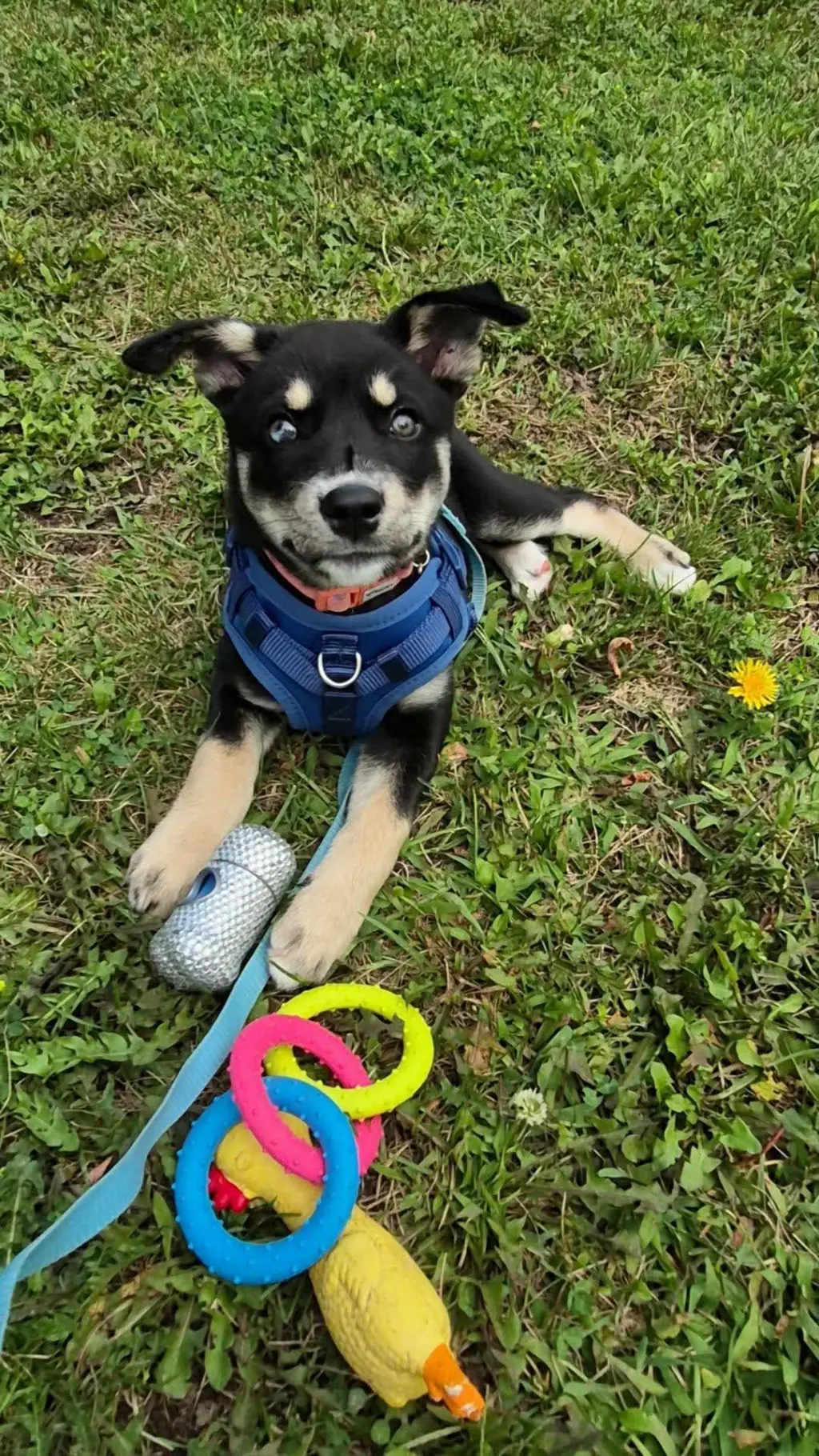 Penny