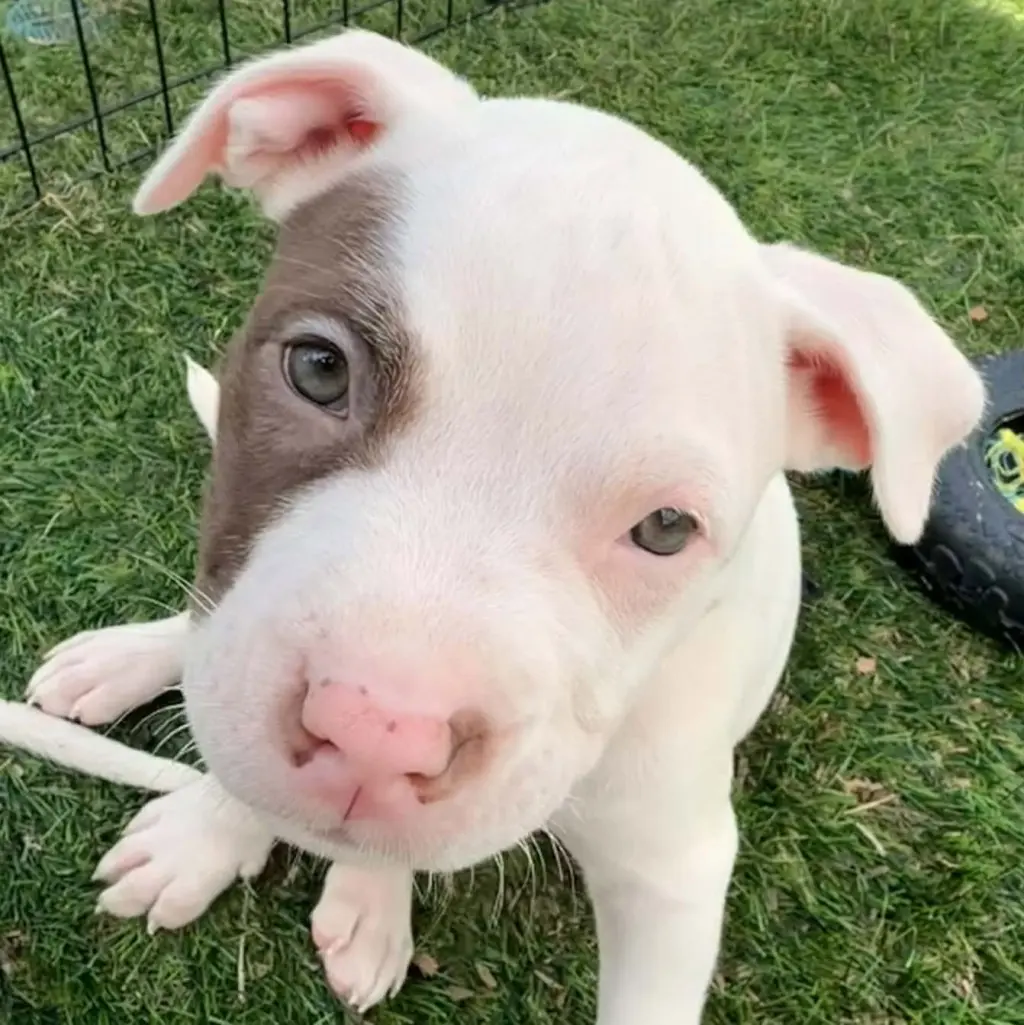 Dugan