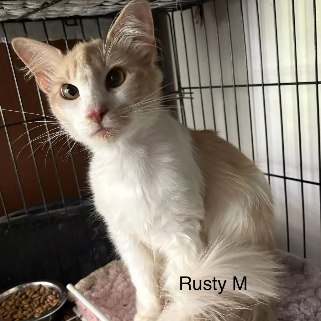 Rusty (th)