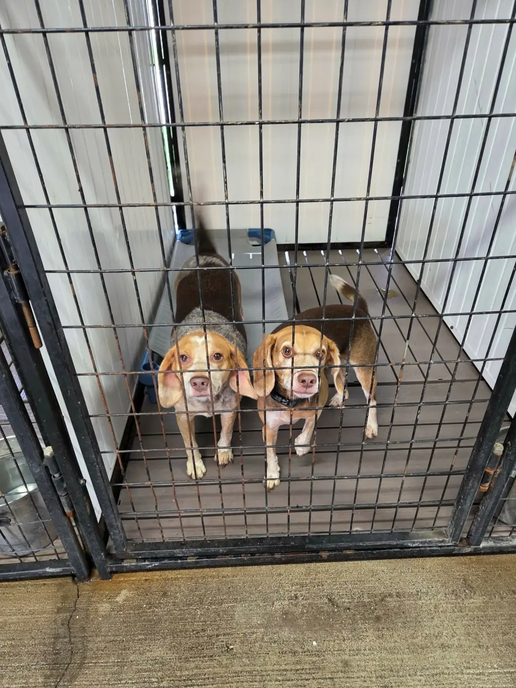 Angus and Rosie