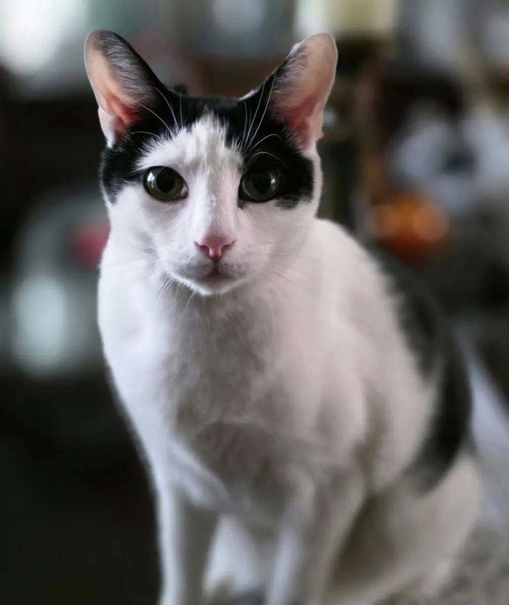 Tom