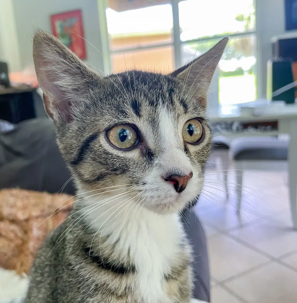 Huey