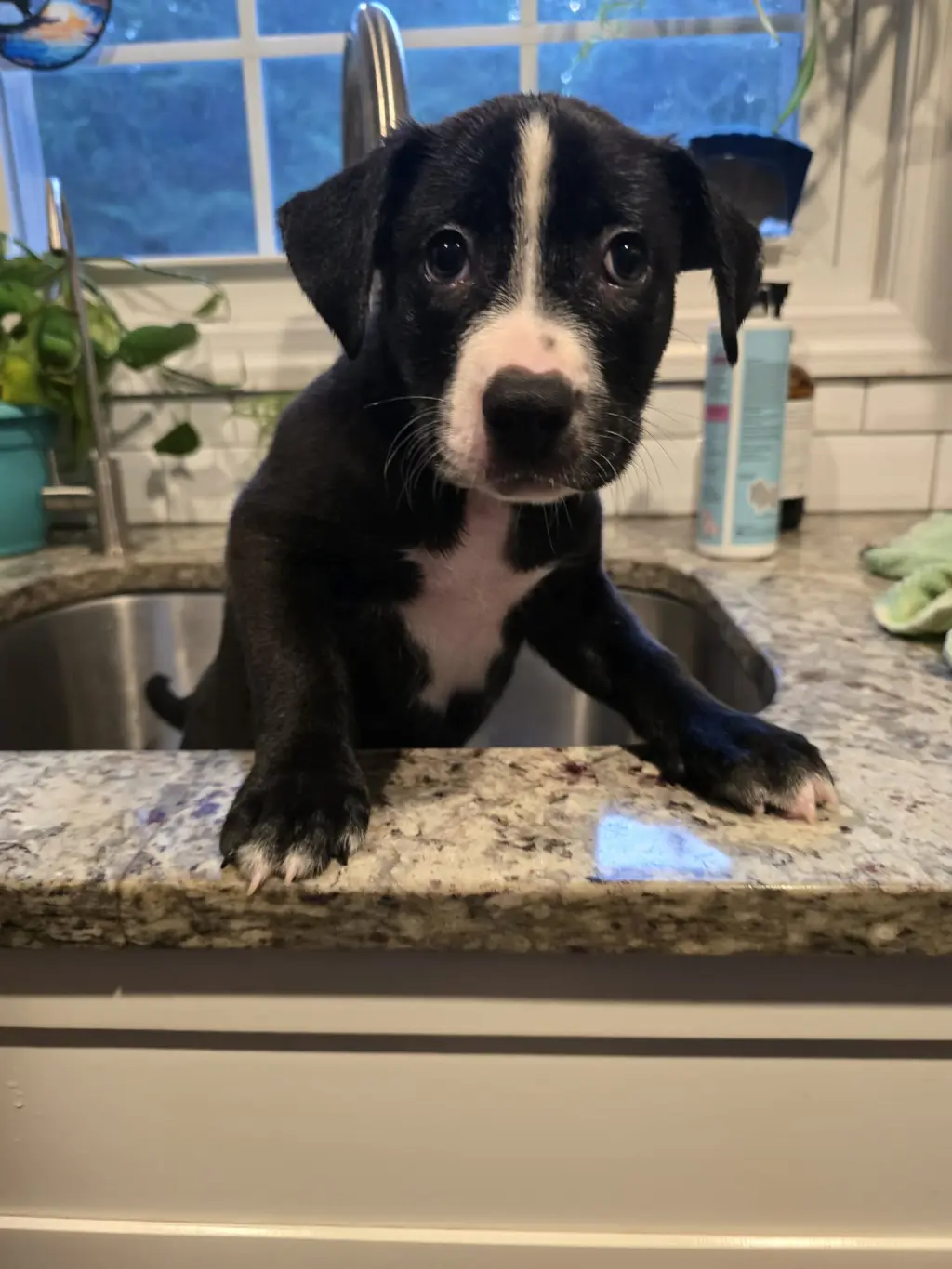 CHEVY
