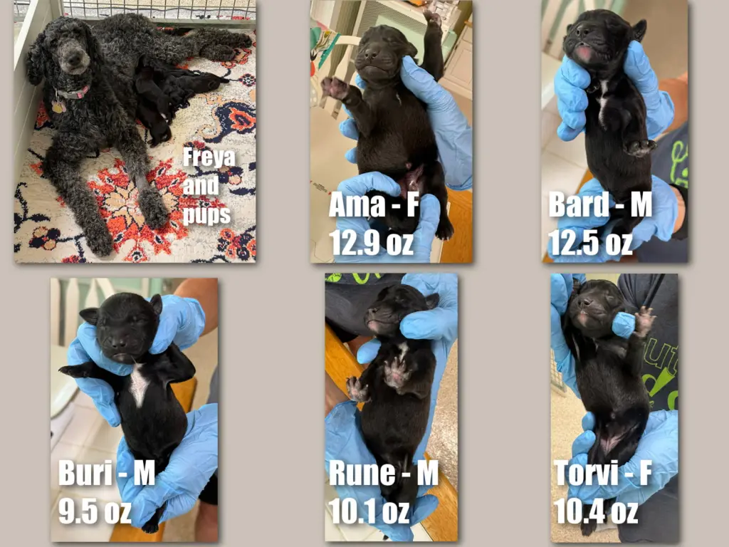 Freya's pups (NOT YET AVAILABLE)