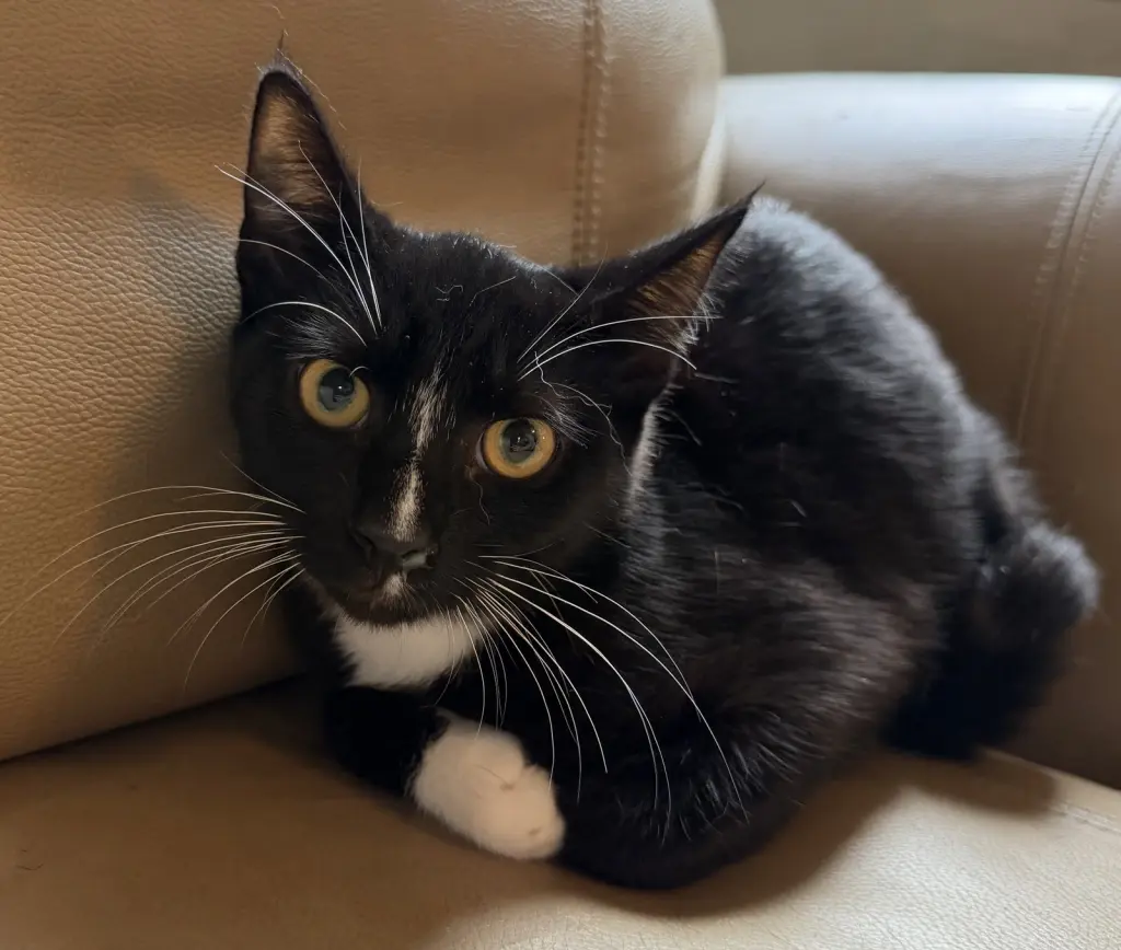 Elvis