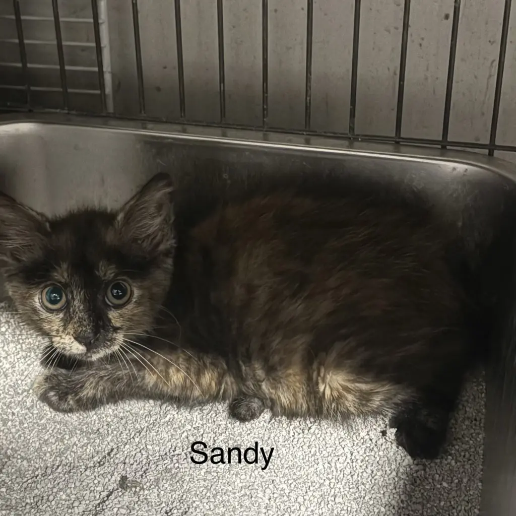 Sandy ( th)