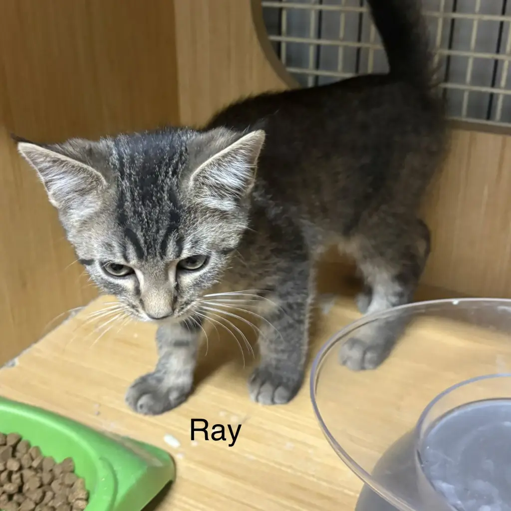 Ray ( th)