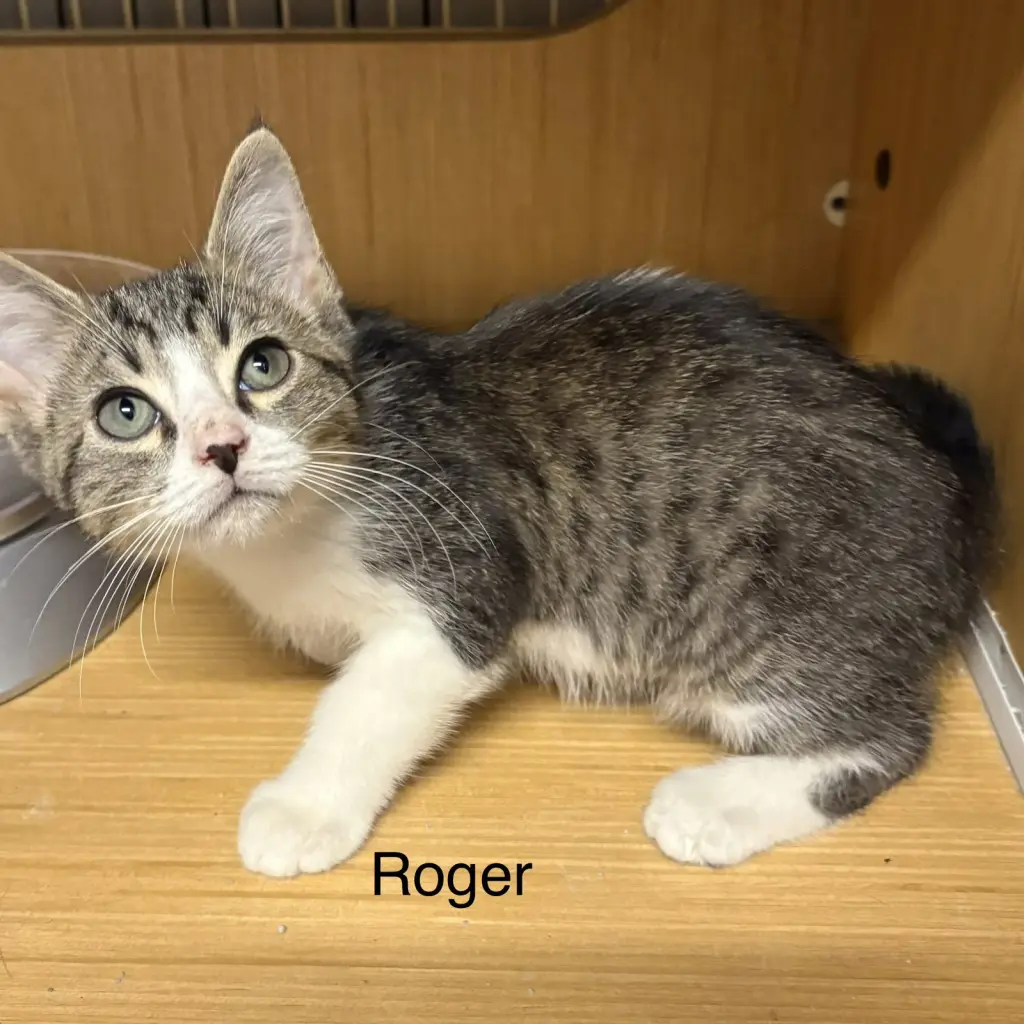 Rodger ( th)