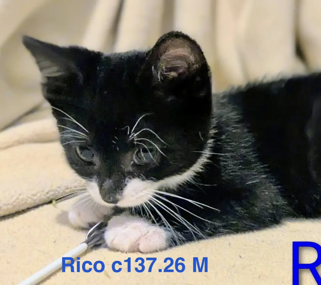 Foster Rico