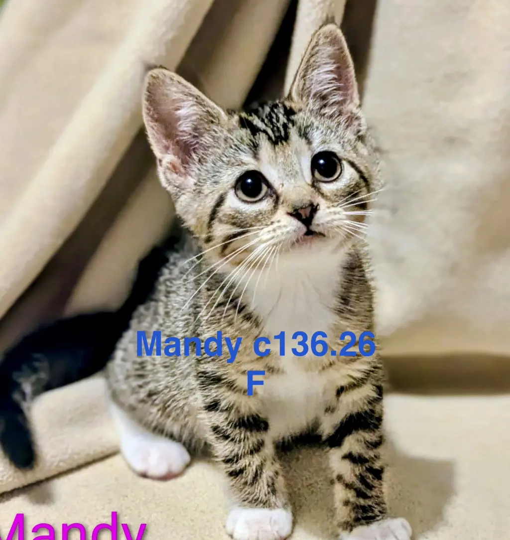 Foster Mandy