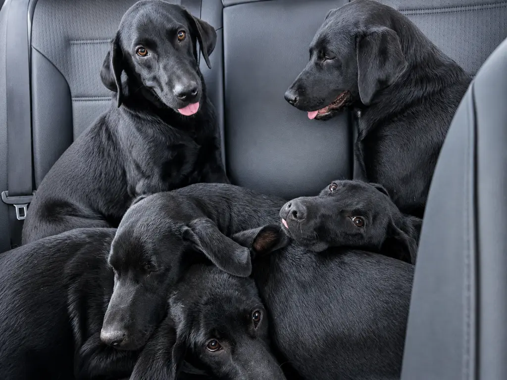 Archie, Dawson, Huxley & Bowen