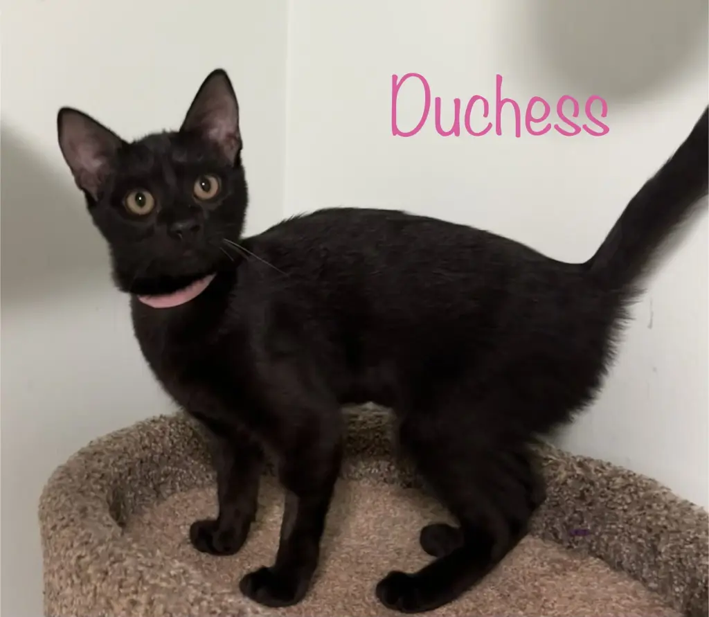 Duchess