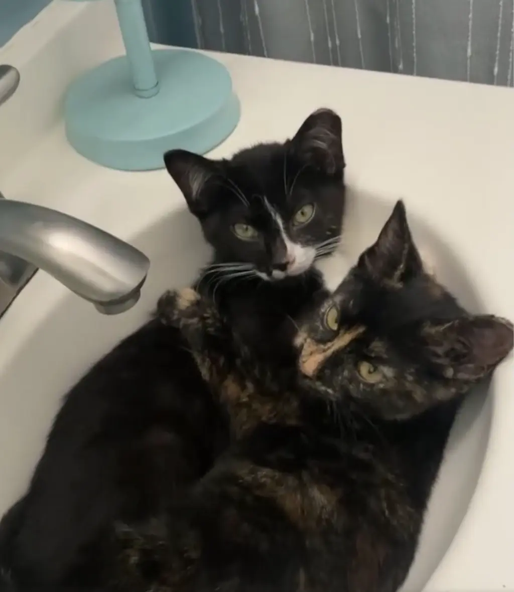 Paco and Peppa ***Bonded Pair***