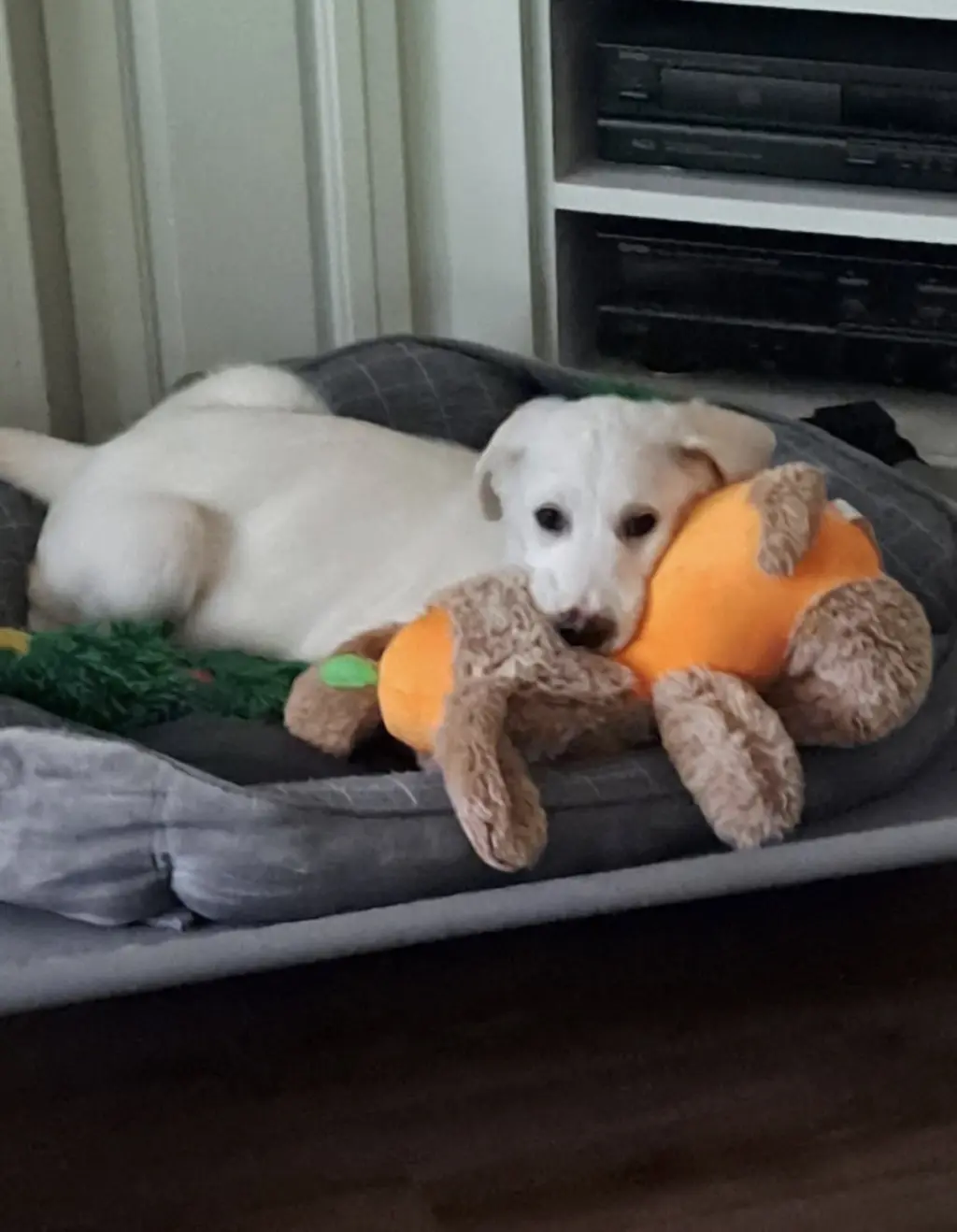 Gus