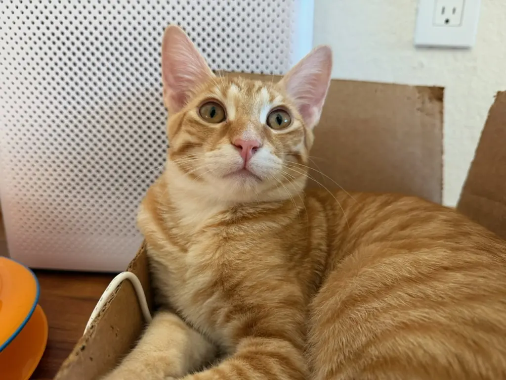 Marmalade