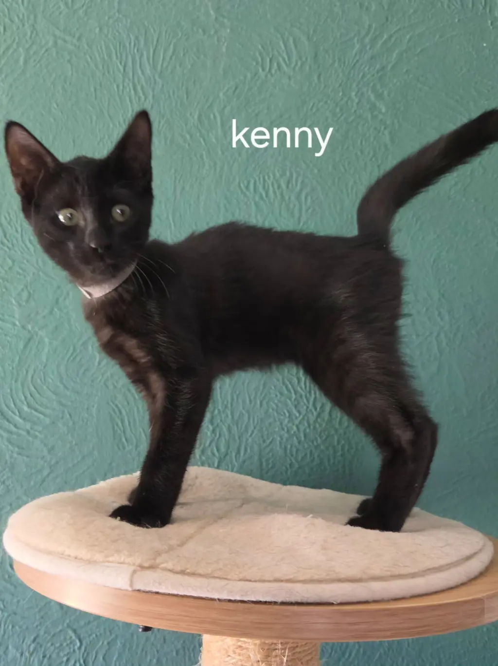 Kenny