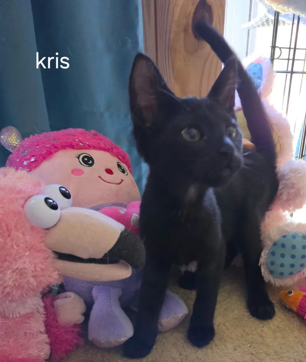 Kris