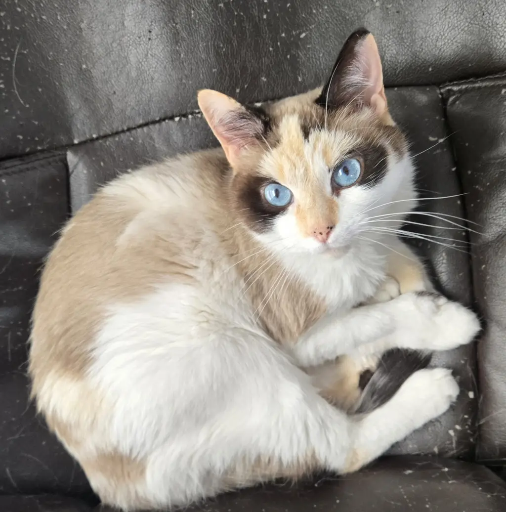 Arya