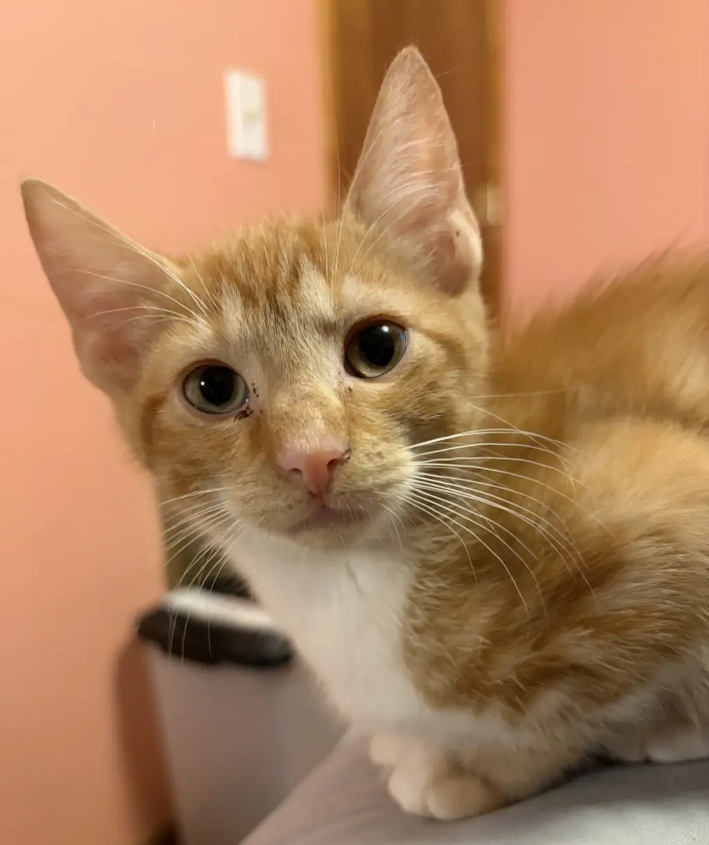 KITTEN SILAS