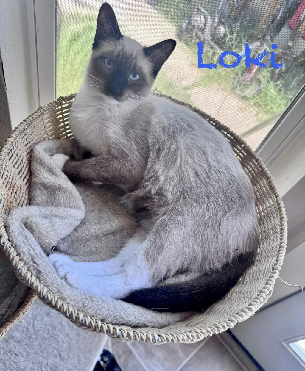 Loki BONDED with Wanda