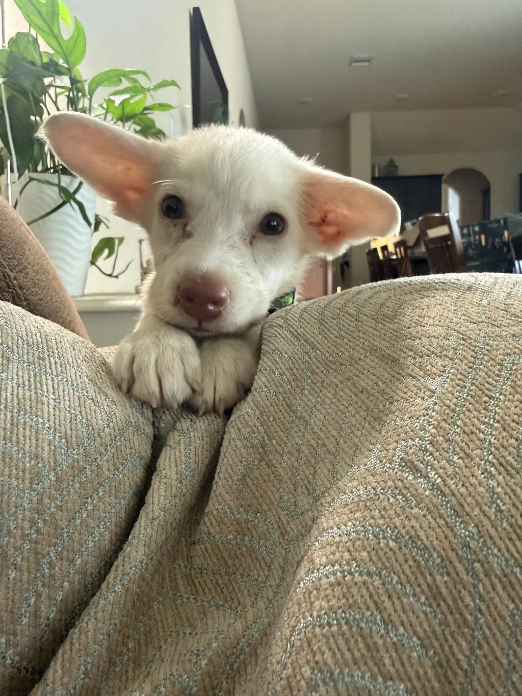 Pablo
