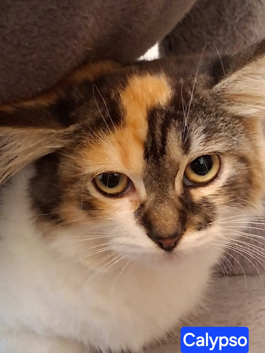 Calypso