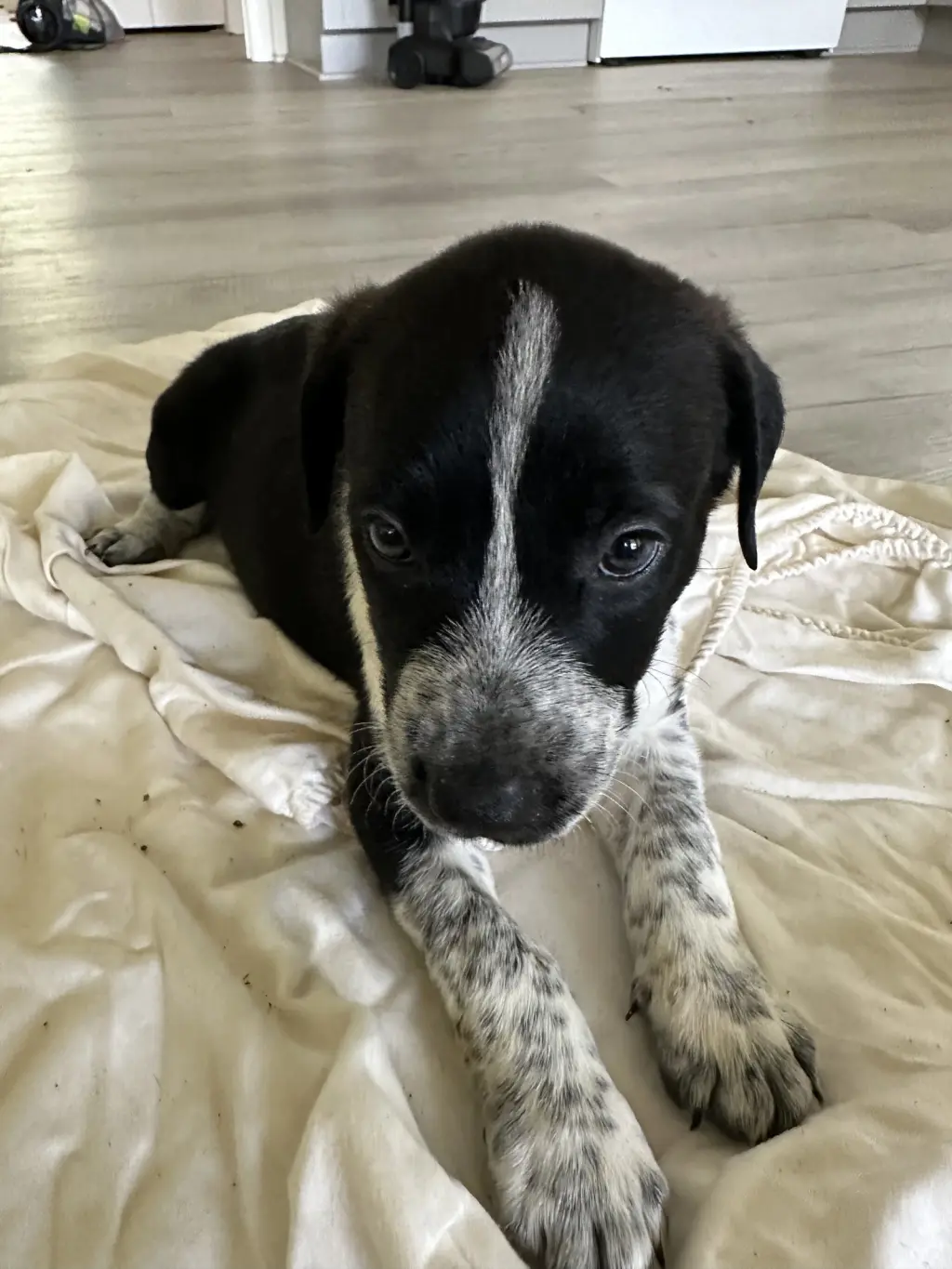 Hazel