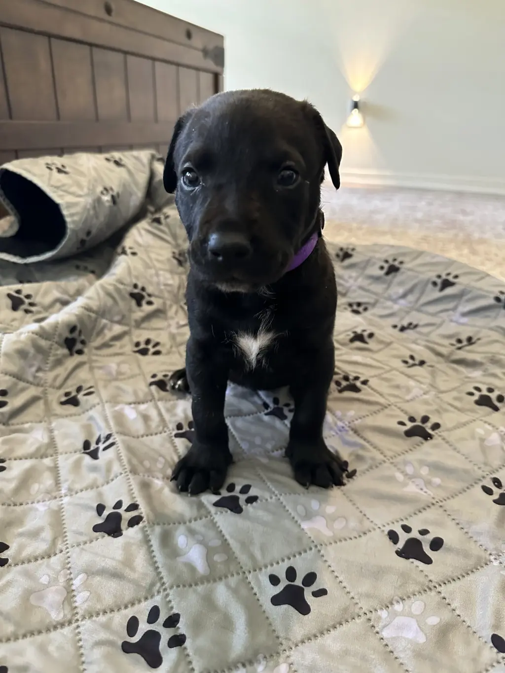 Daisy Mae