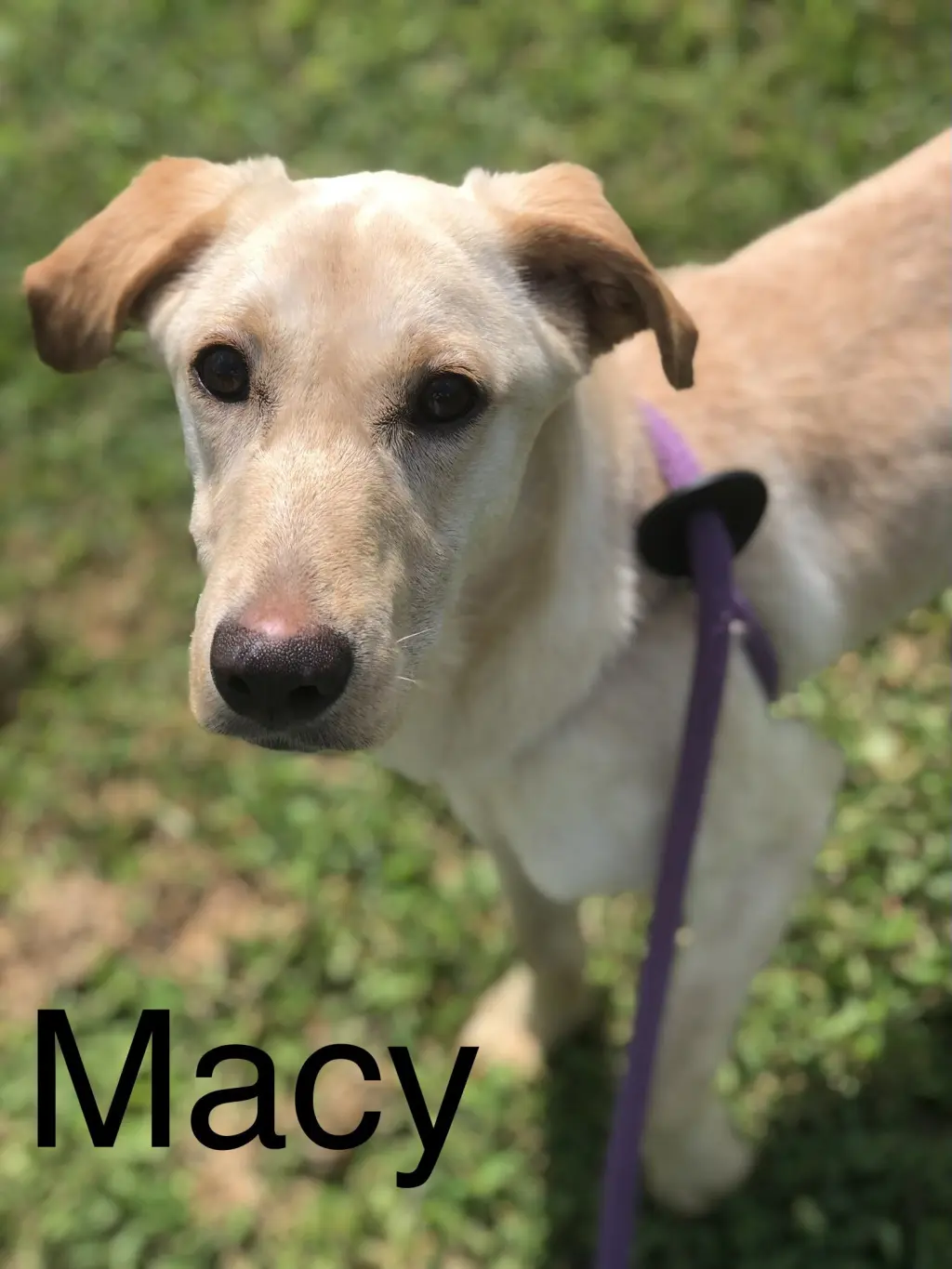 Macy