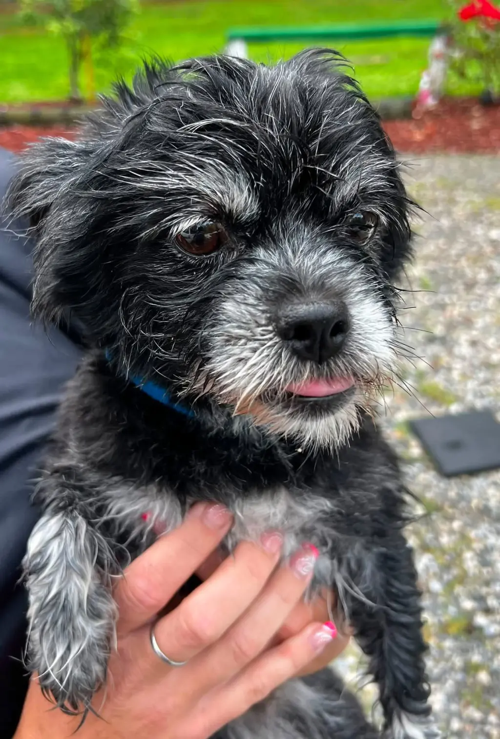 Chewy