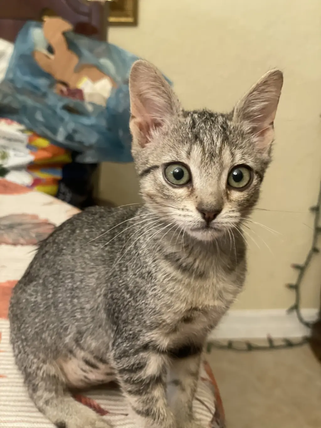 Tinkerbelle (new)