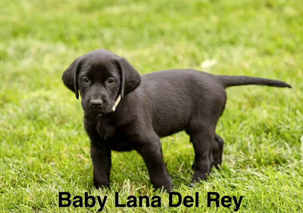 Baby Lana Del Rey