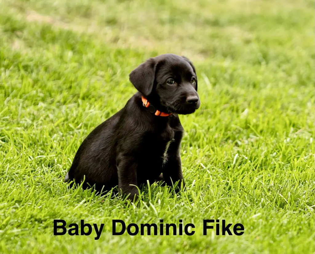 Baby Dominic Fike