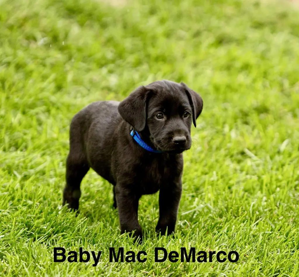 Baby Mac DeMarco