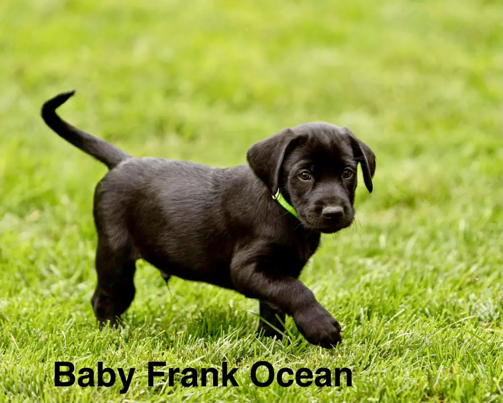 Baby Frank Ocean