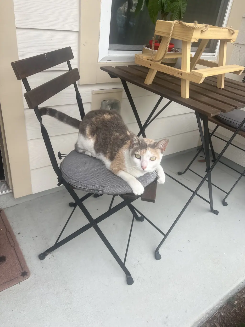 Jujyfruit