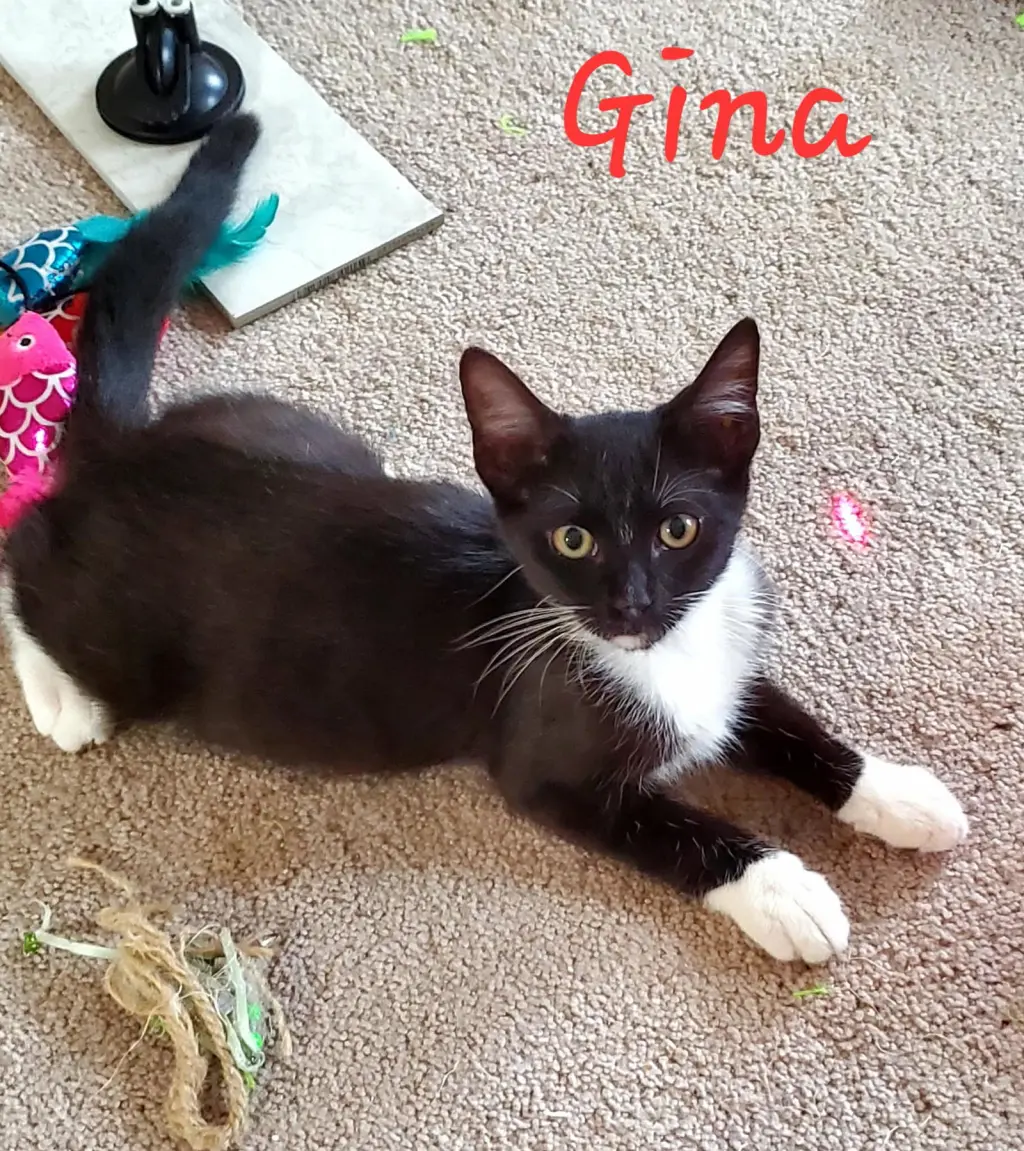 Gina =^.^=