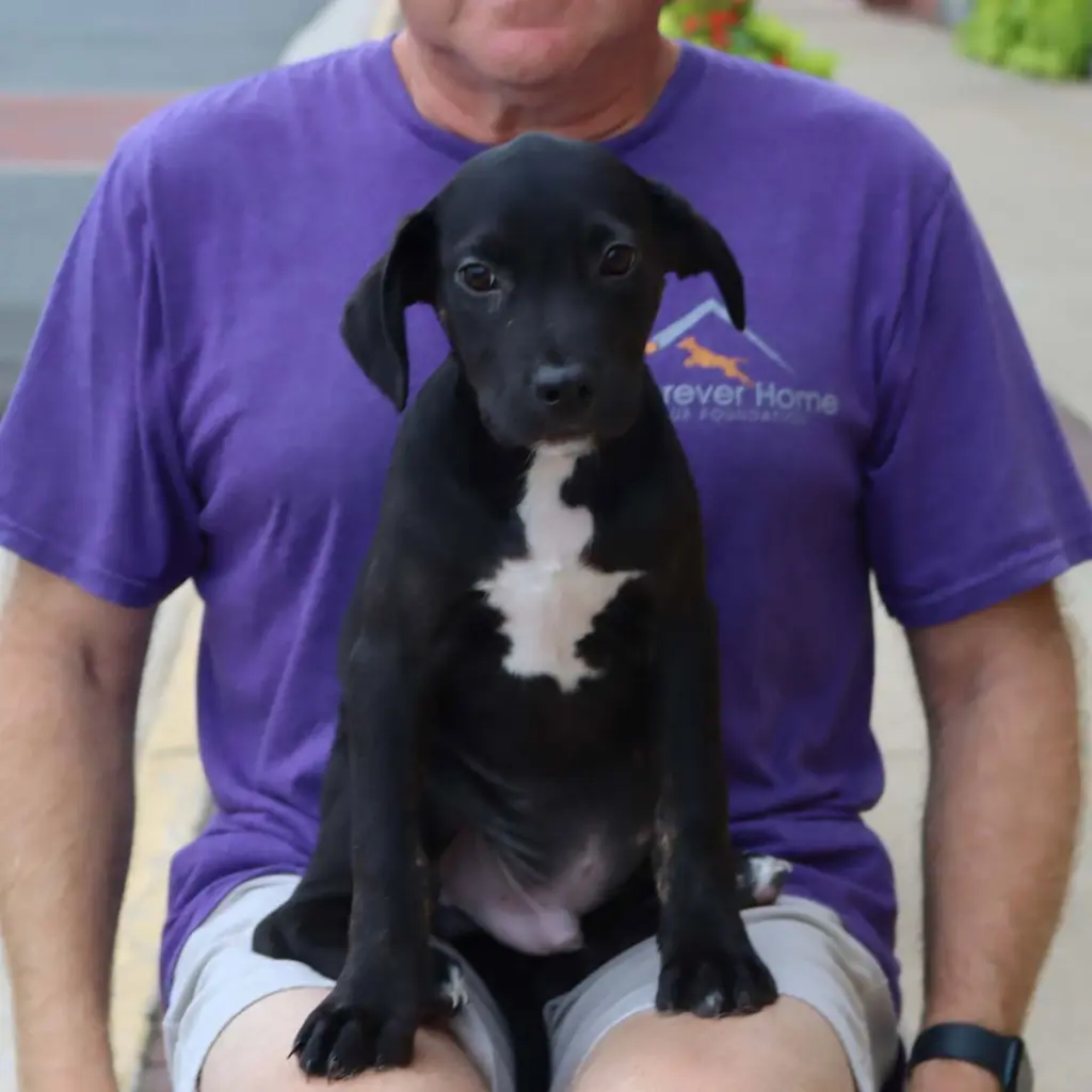 Adorable Labs Roy