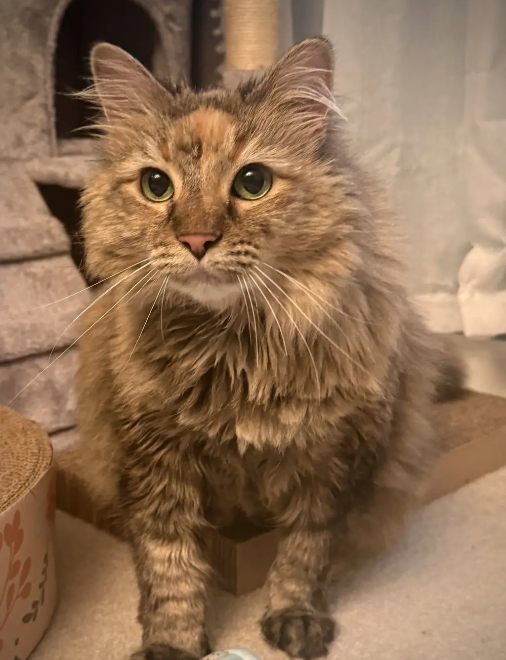 Willow