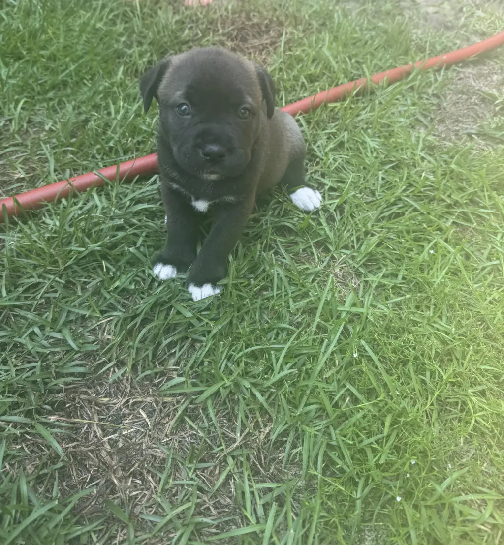 Hermione (Harry Potter litter)