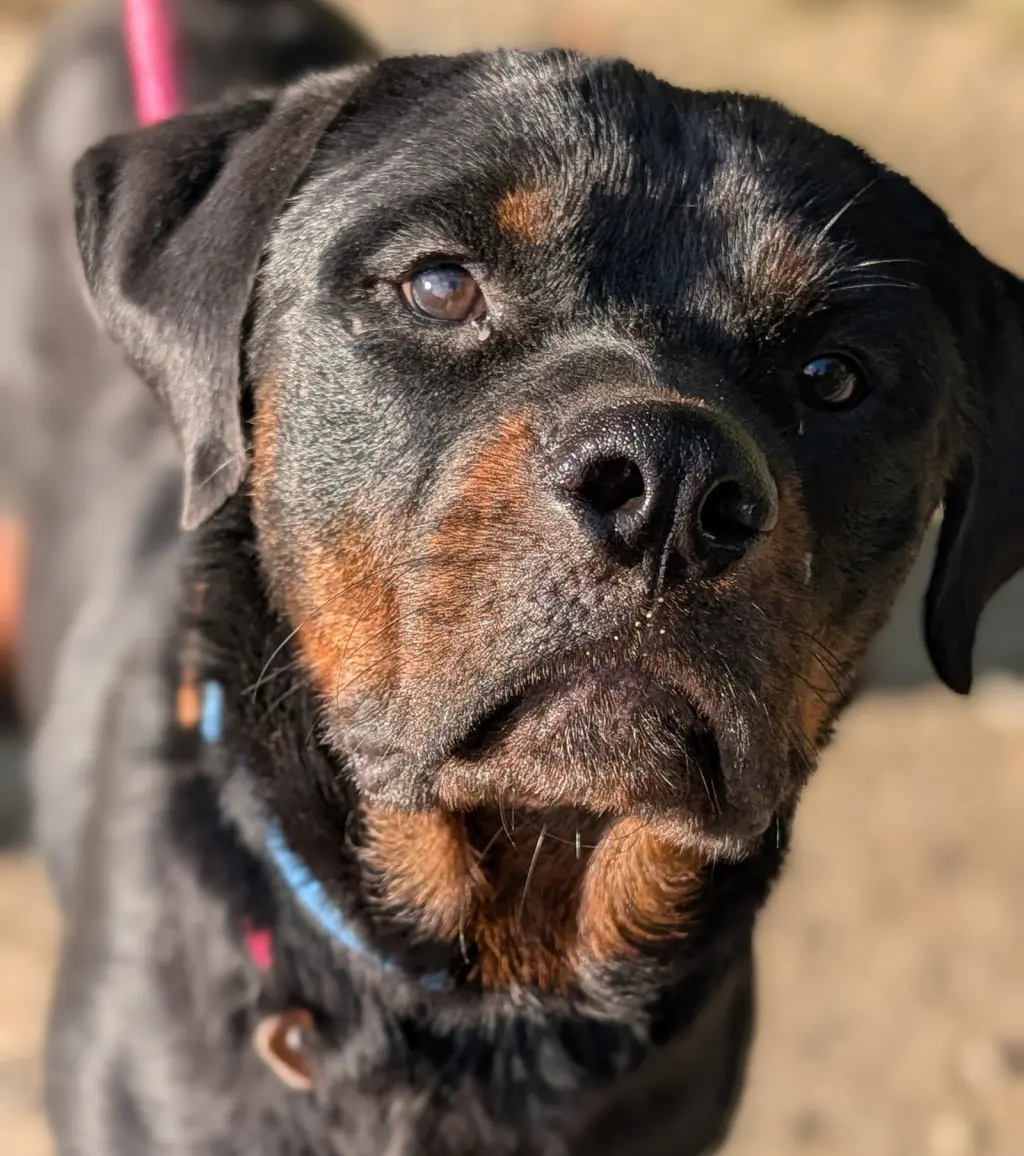 Yogi