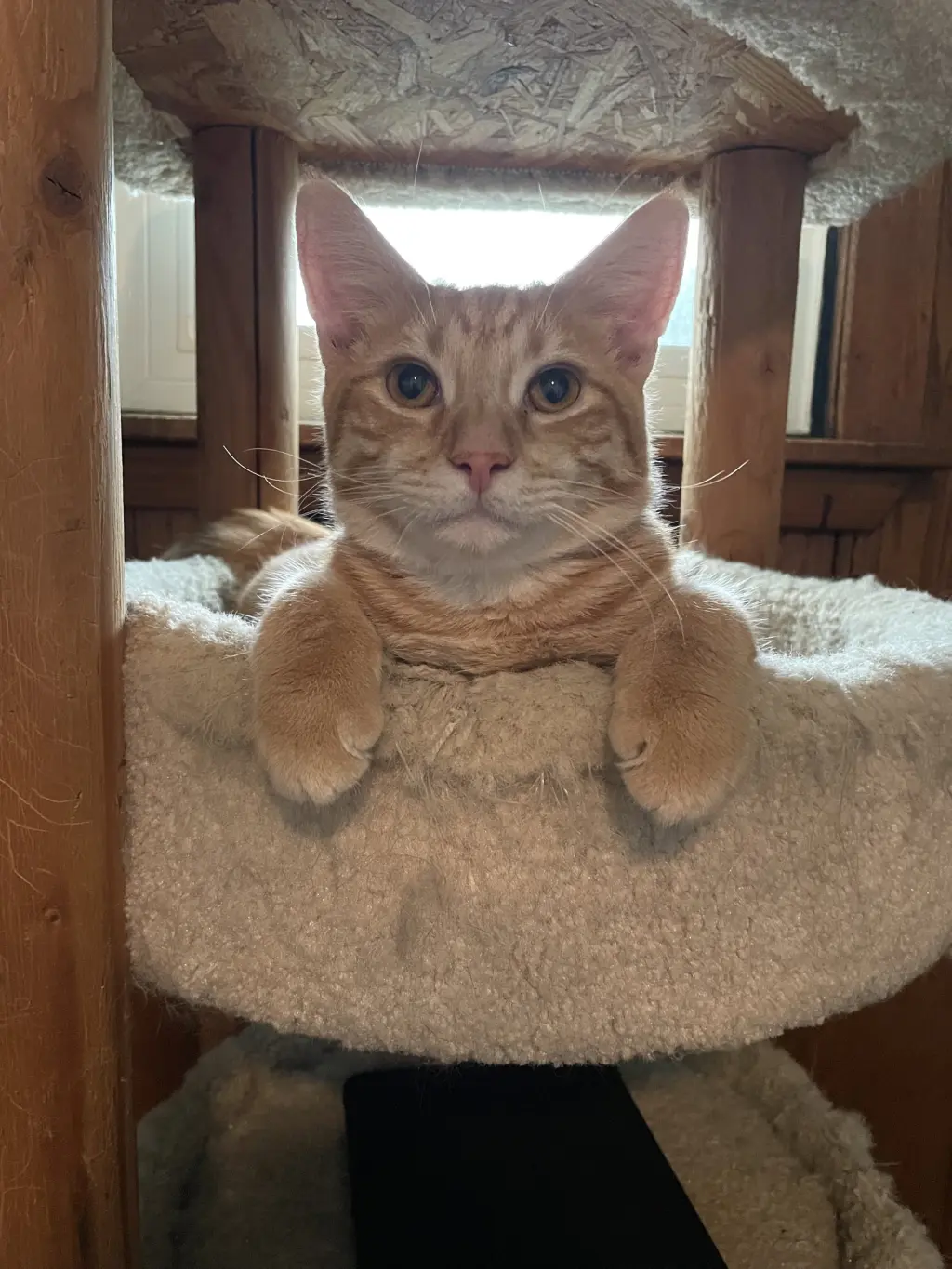 Maurice