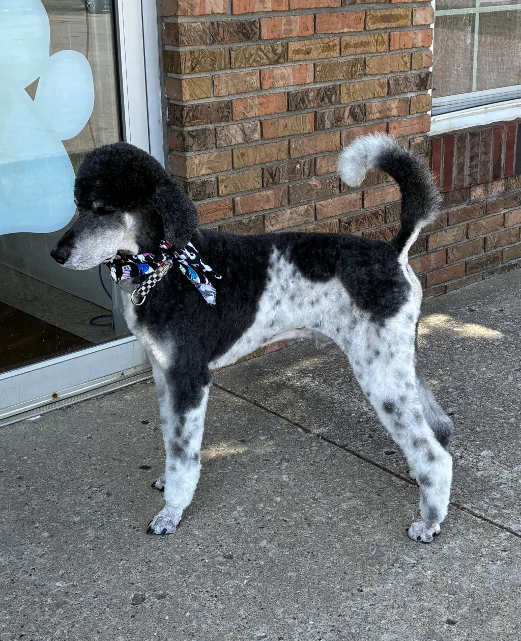 Sampson July 26 - in Foster in Radcliff, KY